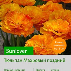 Тюльпан Махровый поздний (double late) Sunlover